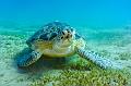 Egypt,diving,underwater,fish,gallery,coral,reef,Big green turtle