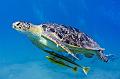 green turtle,Egypt,diving,underwater,fish,gallery,coral,reef