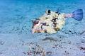 Red Sea Boxfish,Egypt,diving,underwater,fish,gallery,coral,reef