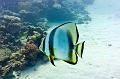 Longfin Batfish,Egypt,diving,underwater,fish,gallery,coral,reef