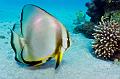 Longfin Batfish,Egypt,diving,underwater,fish,gallery,coral,reef