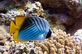 Threadfin butterflyfish,Egypt,diving,underwater,fish,gallery,coral,reef