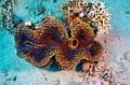 Giant clam,Egypt,diving,underwater,fish,gallery,coral,reef