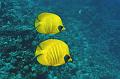 school of butterfly fish,Egypt,diving,underwater,fish,gallery,coral,reef