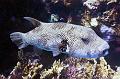 Porcupine fish,Egypt,diving,underwater,fish,gallery,coral,reef