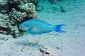 Parrotfish,Egypt,diving,underwater,fish,gallery,coral,reef