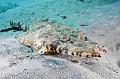 Crocodile fish on the sand,Egypt,diving,underwater,fish,gallery,coral,reef