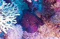 Octopus  on the coral reef,Egypt,diving,underwater,fish,gallery,coral,reef