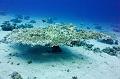 Big table coral,Egypt,diving,underwater,fish,gallery,coral,reef