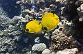 school of butterfly fish,Egypt,diving,underwater,fish,gallery,coral,reef