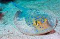stingray on the sand,Egypt,diving,underwater,fish,gallery,coral,reef