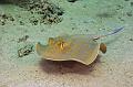 stingray on the sand,Egypt,diving,underwater,fish,gallery,coral,reef