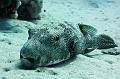 Big porcupine fish,Egypt,diving,underwater,fish,gallery,coral,reef