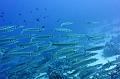 School of Barracuda fish,Egypt,diving,underwater,fish,gallery,coral,reef