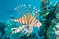 Lionfish on the hard coral reef,Egypt,diving,underwater,fish,gallery,coral,reef