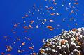 school of anthias fish on the coral reef,Egypt,diving,underwater,fish,gallery,coral,reef