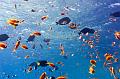 Sailfin surgeonfish and anthias fish in the blue,Egypt,diving,underwater,fish,gallery,coral,reef