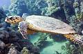 Big green turtle,Egypt,diving,underwater,fish,gallery,coral,reef