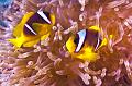 anemonefish,clownfish,Egypt,diving,underwater,fish,gallery,coral,reef