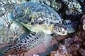 Big green turtle,Egypt,diving,underwater,fish,gallery,coral,reef