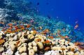 school of anthias fish on the coral reef,Egypt,diving,underwater,fish,gallery,coral,reef