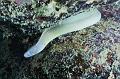 Grey moray eel,Egypt,diving,underwater,fish,gallery,coral,reef