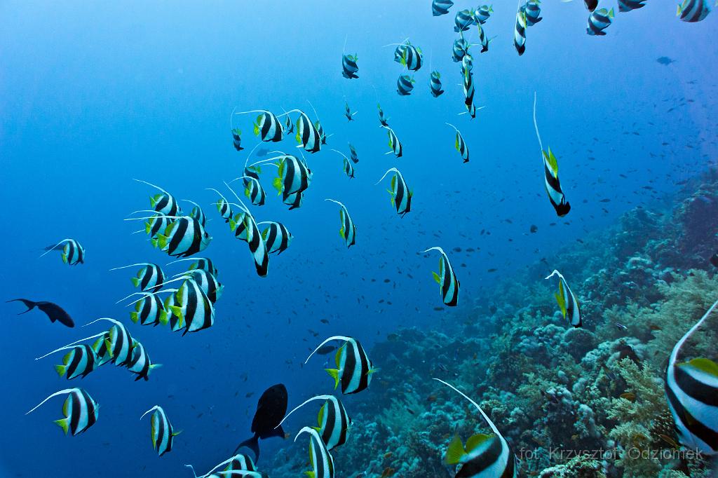 Egypt - Banner Fish on the reef,Egypt,diving,underwater,fish,gallery,coral,reef