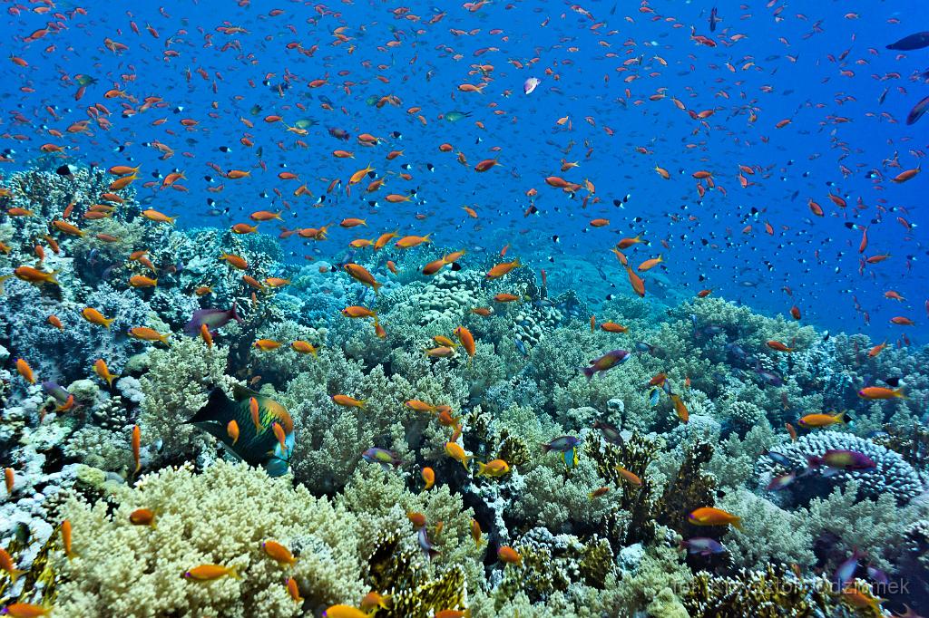 Egypt,diving,underwater,fish,gallery,coral,reef,coral reef with school of anthias fish