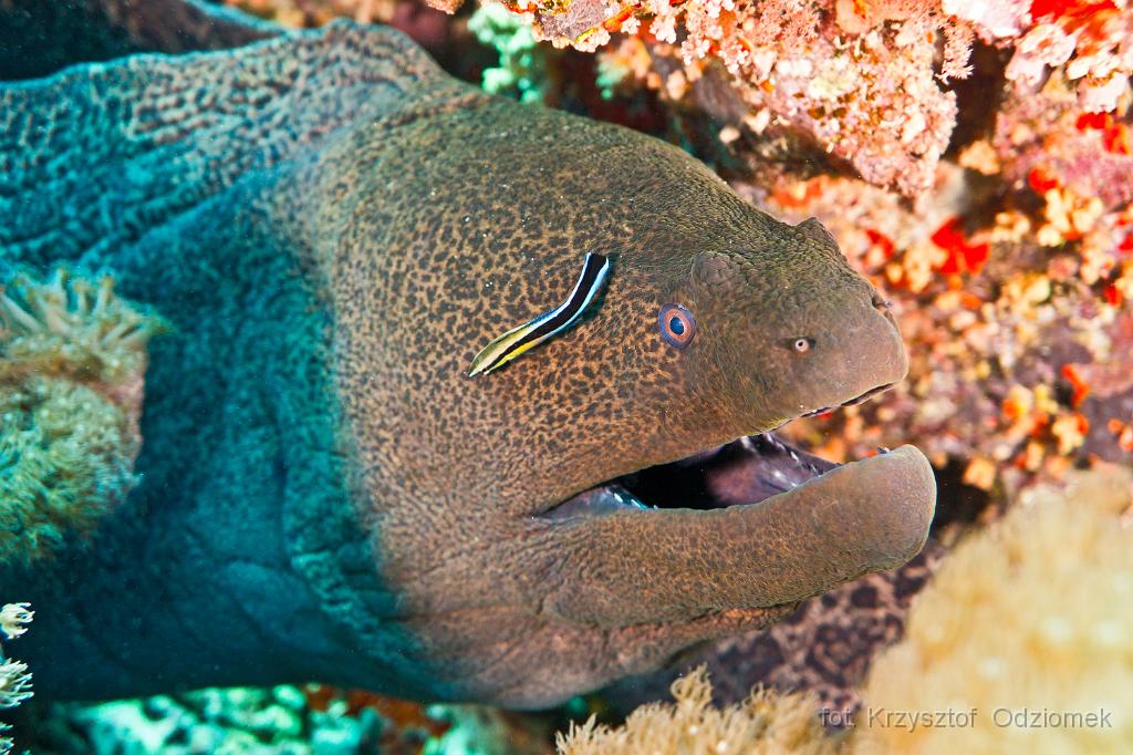 Egypt,diving,underwater,fish,gallery,coral,reef,Giant moray fish