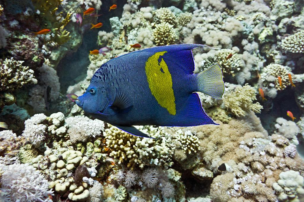 Egypt - Yellowbar Angelfish on the coral reef,Egypt,diving,underwater,fish,gallery,coral,reef