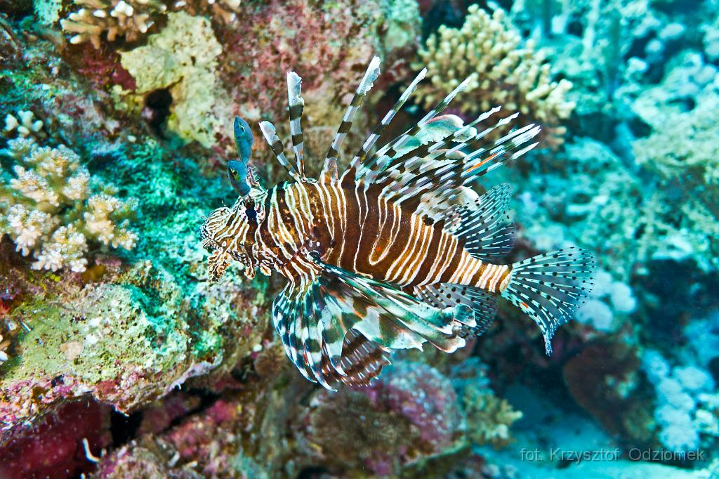 Egypt - Lionfish on the coral reef,Egypt,diving,underwater,fish,gallery,coral,reef