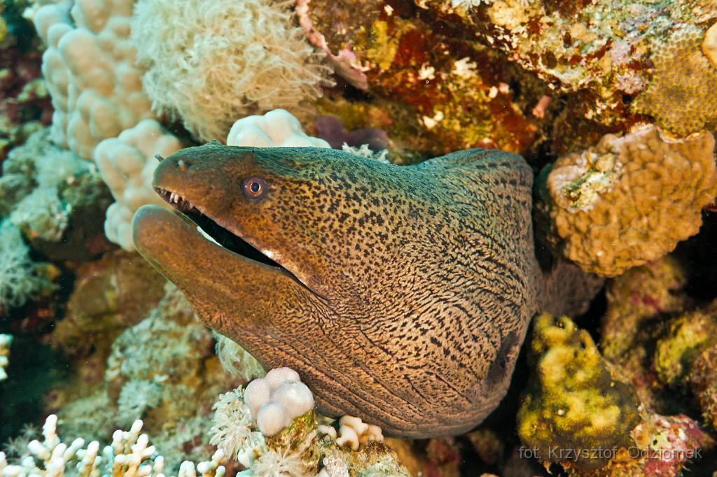 giant moray,Egypt,diving,underwater,fish,gallery,coral,reef