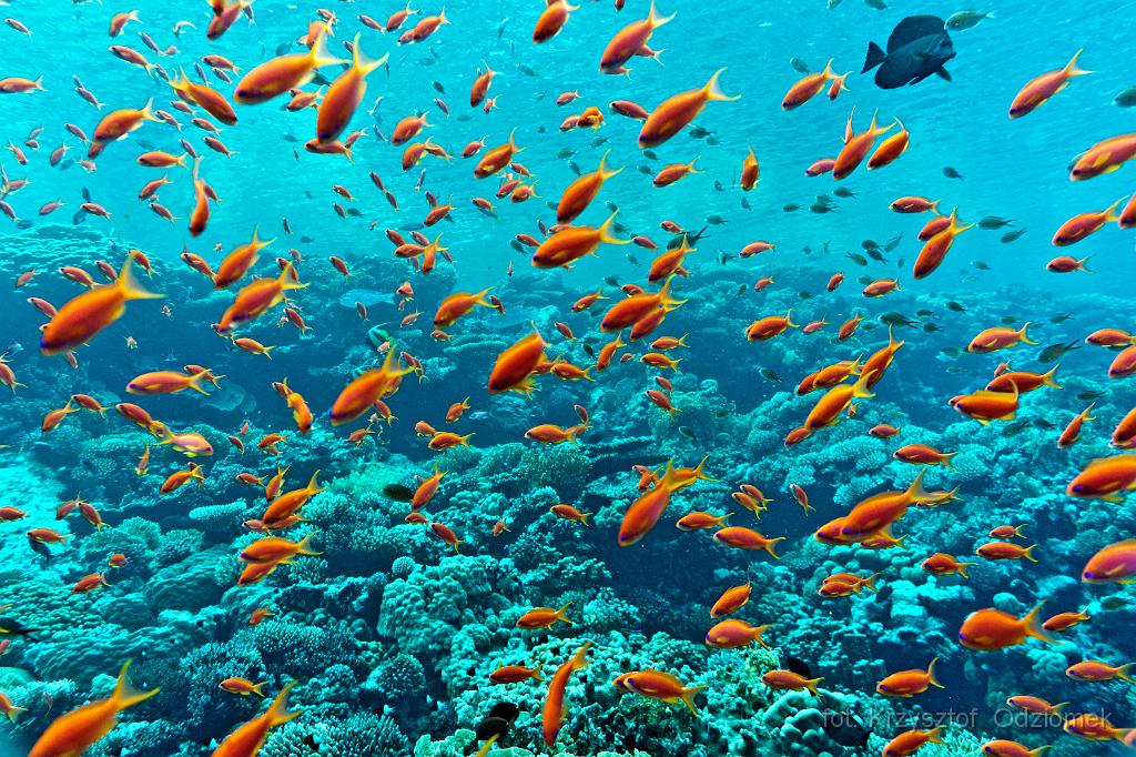 coral reef with school of anthias fish,Egypt,diving,underwater,fish,gallery,coral,reef