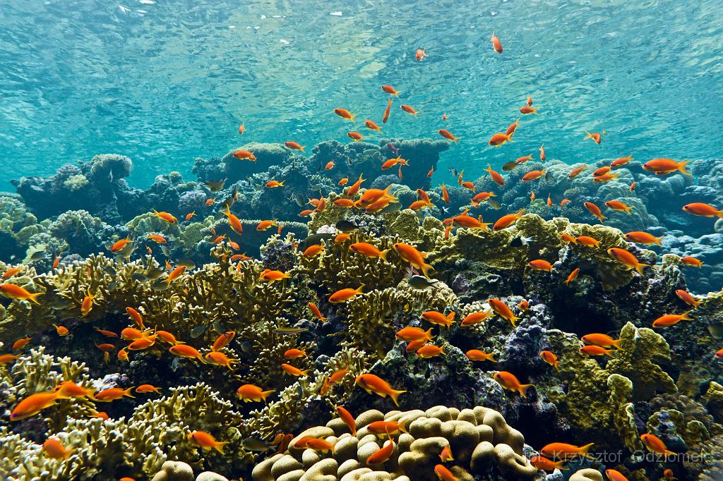 coral reef with school of anthias fish,Egypt,diving,underwater,fish,gallery,coral,reef