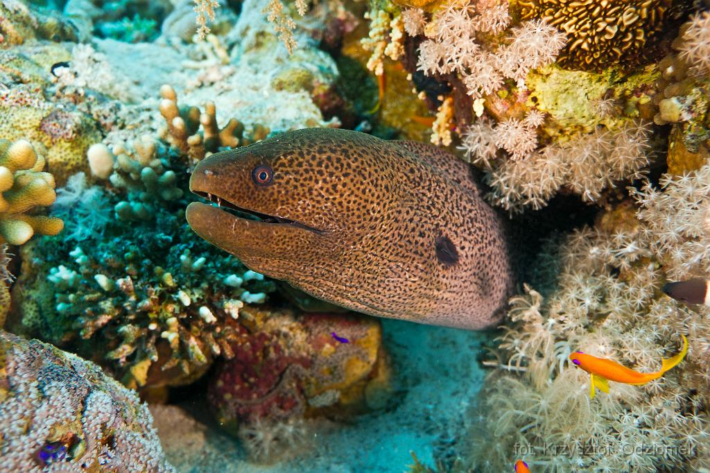 giant moray,Egypt,diving,underwater,fish,gallery,coral,reef