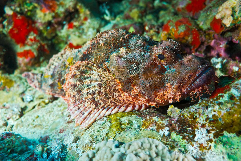 scorpionfish on the reef,Egypt,diving,underwater,fish,gallery,coral,reef
