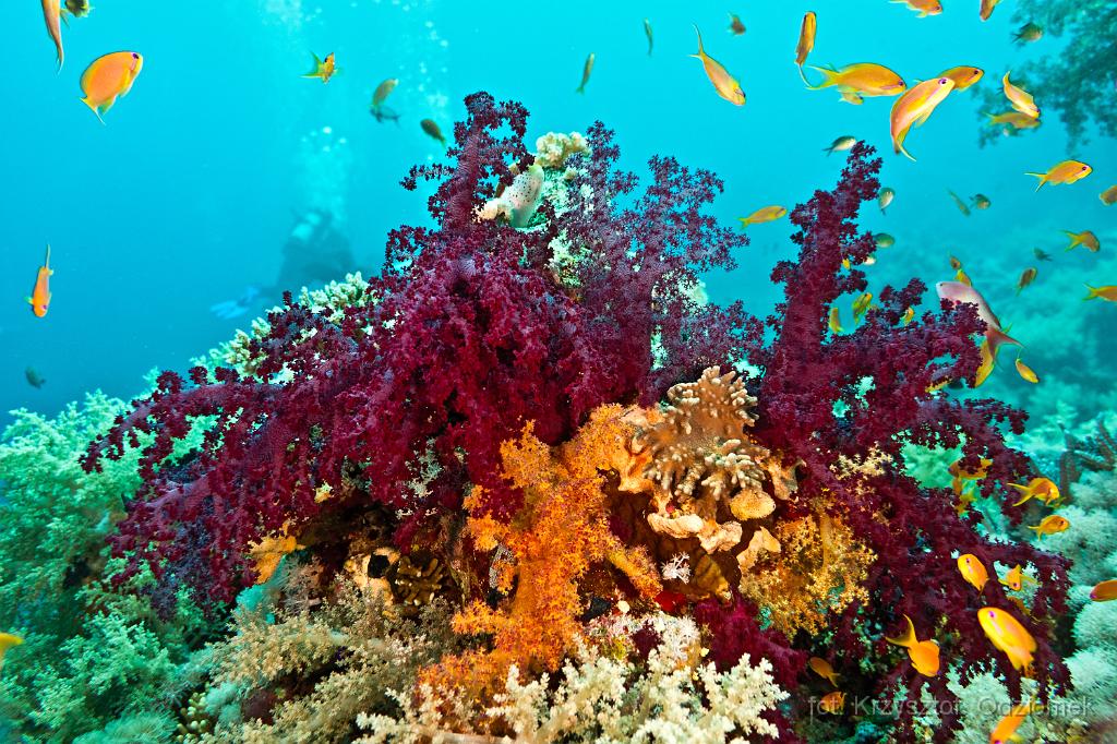 Red soft coral reef,Egypt,diving,underwater,fish,gallery,coral,reef