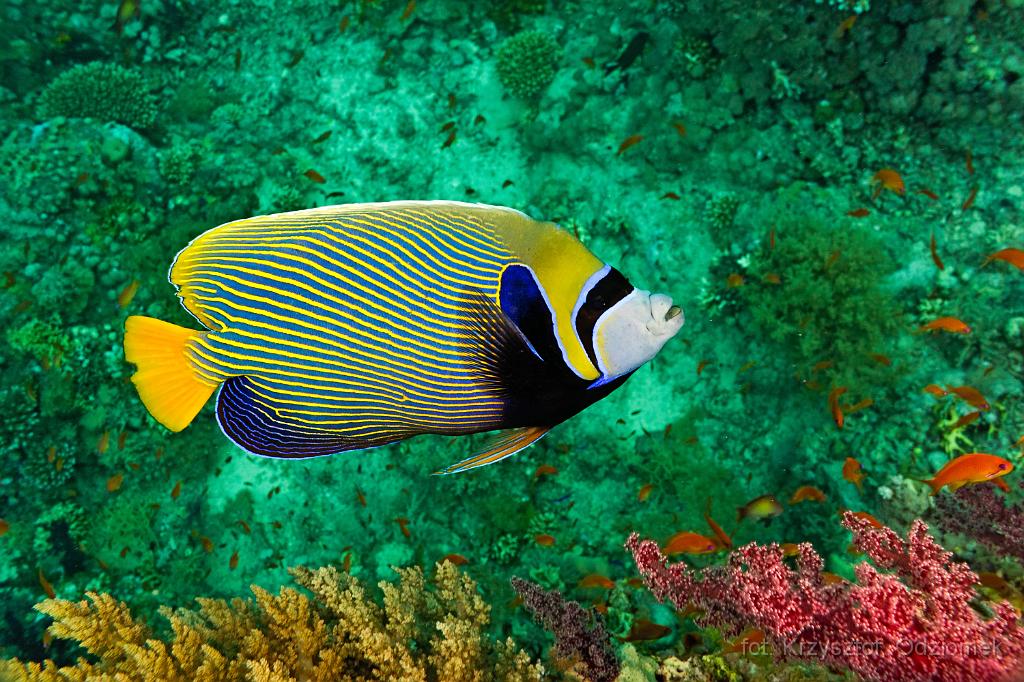Emperor angelfish on the reef,Egypt,diving,underwater,fish,gallery,coral,reef