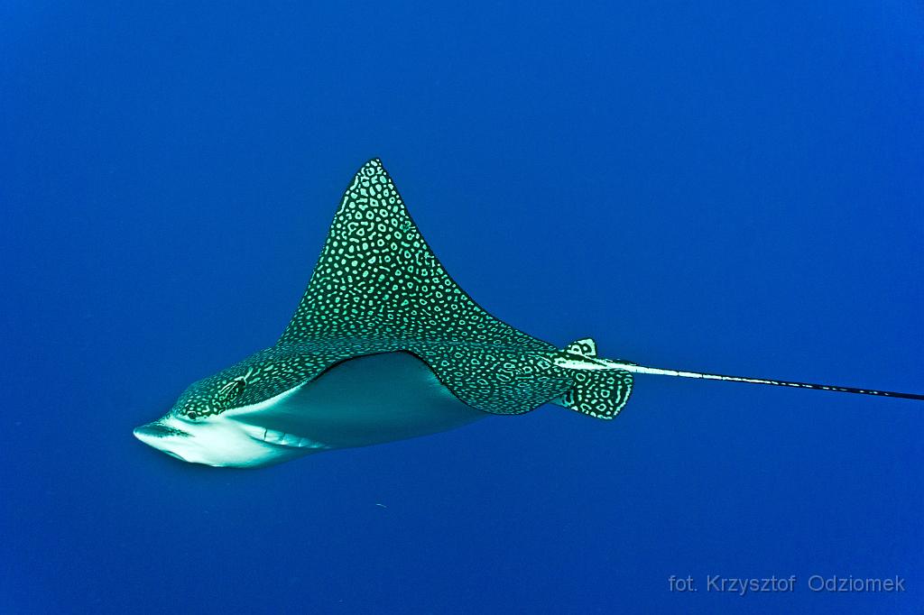 Egypt - Eagle Ray in the blue,Egypt,diving,underwater,fish,gallery,coral,reef
