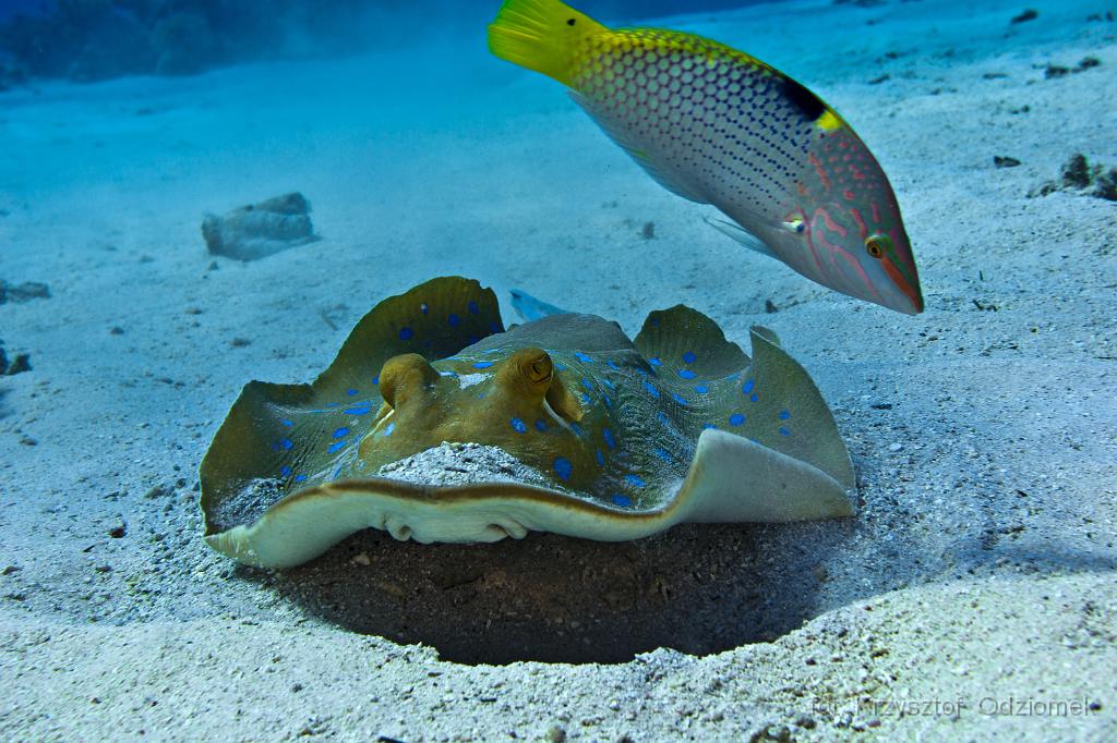 Egypt - stingray on the sand,Egypt,diving,underwater,fish,gallery,coral,reef
