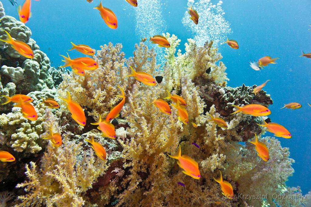 Egypt - School of anthias fish on the fire coral reef,Egypt,diving,underwater,fish,gallery,coral,reef