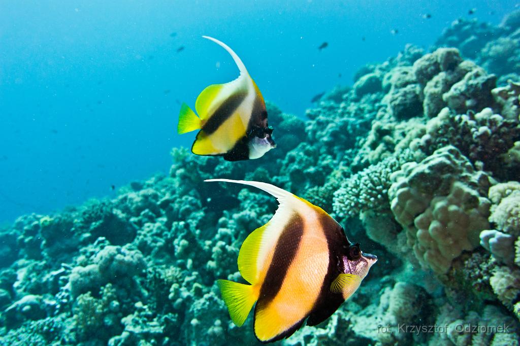 Egypt - coral reef with school of banner Fish,Egypt,diving,underwater,fish,gallery,coral,reef