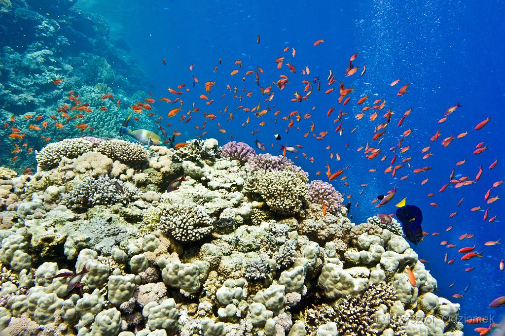 Egypt - coral reef with school of anthias fish,Egypt,diving,underwater,fish,gallery,coral,reef
