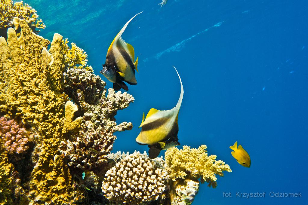 Egypt - coral reef with school of Banner Fish,Egypt,diving,underwater,fish,gallery,coral,reef