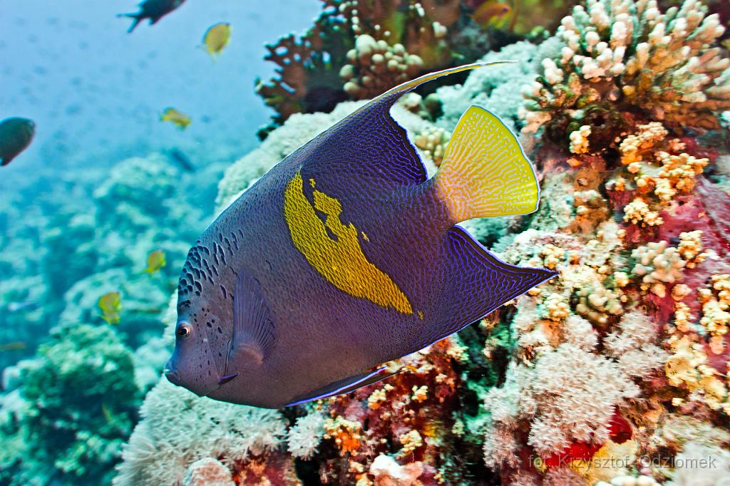 Egypt - Yellowbar Angelfish,Egypt,diving,underwater,fish,gallery,coral,reef