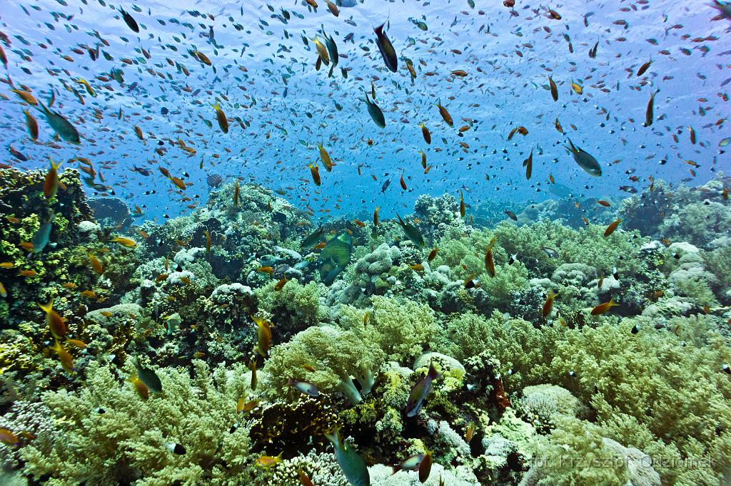 Egypt - coral reef with school of anthias fish,Egypt,diving,underwater,fish,gallery,coral,reef