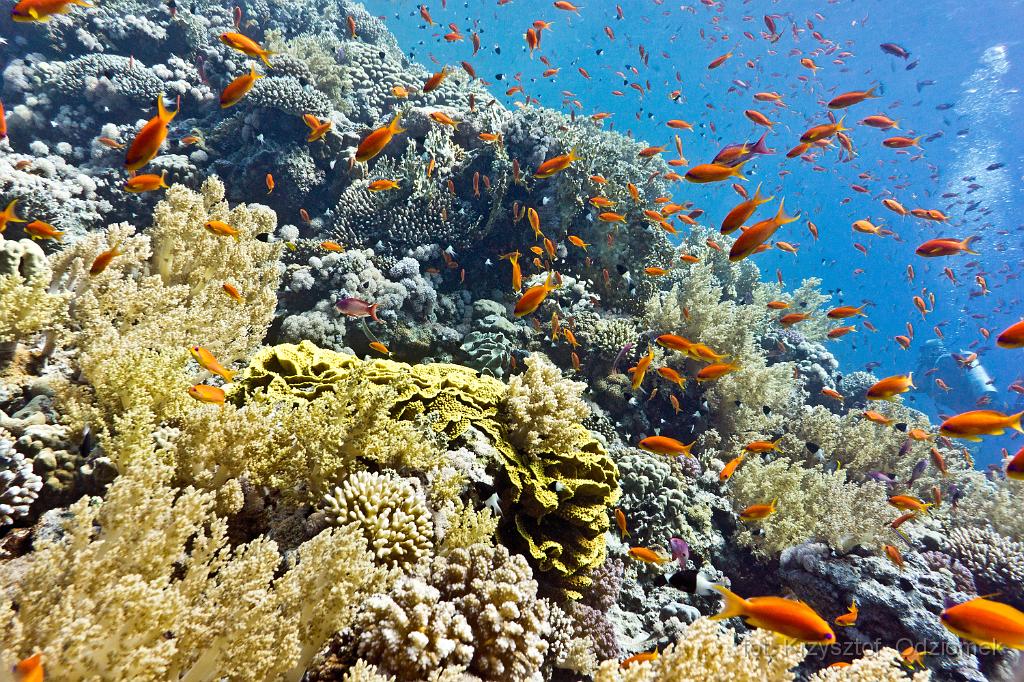 Egypt - coral reef with school of anthias fish,Egypt,diving,underwater,fish,gallery,coral,reef