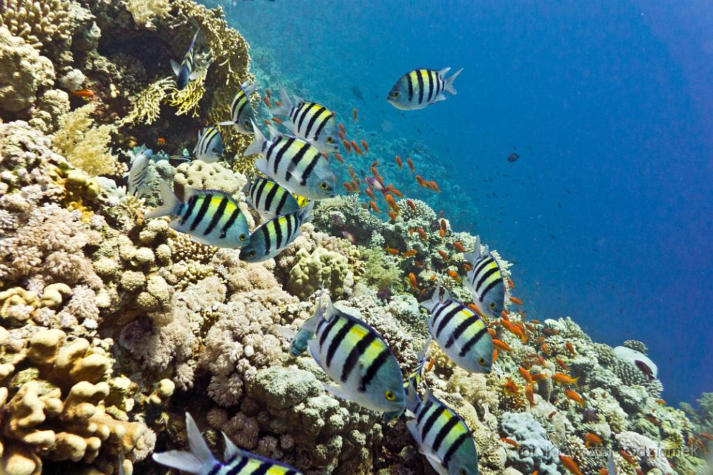 Egypt - A Small Shoal Of Sergeant Major Fish,Egypt,diving,underwater,fish,gallery,coral,reef