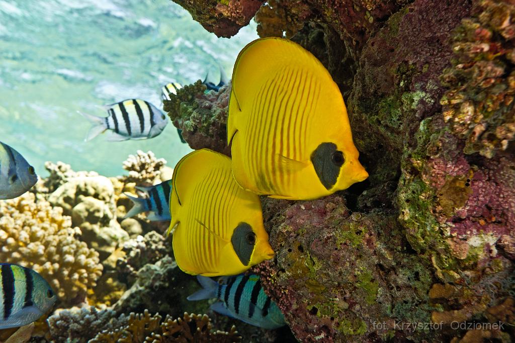 Egypt - butterfly Fish,Egypt,diving,underwater,fish,gallery,coral,reef