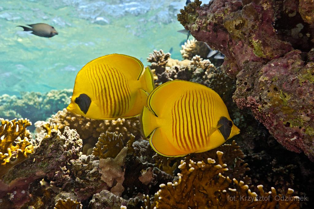Egypt - butterfly Fish on the coral reef,Egypt,diving,underwater,fish,gallery,coral,reef